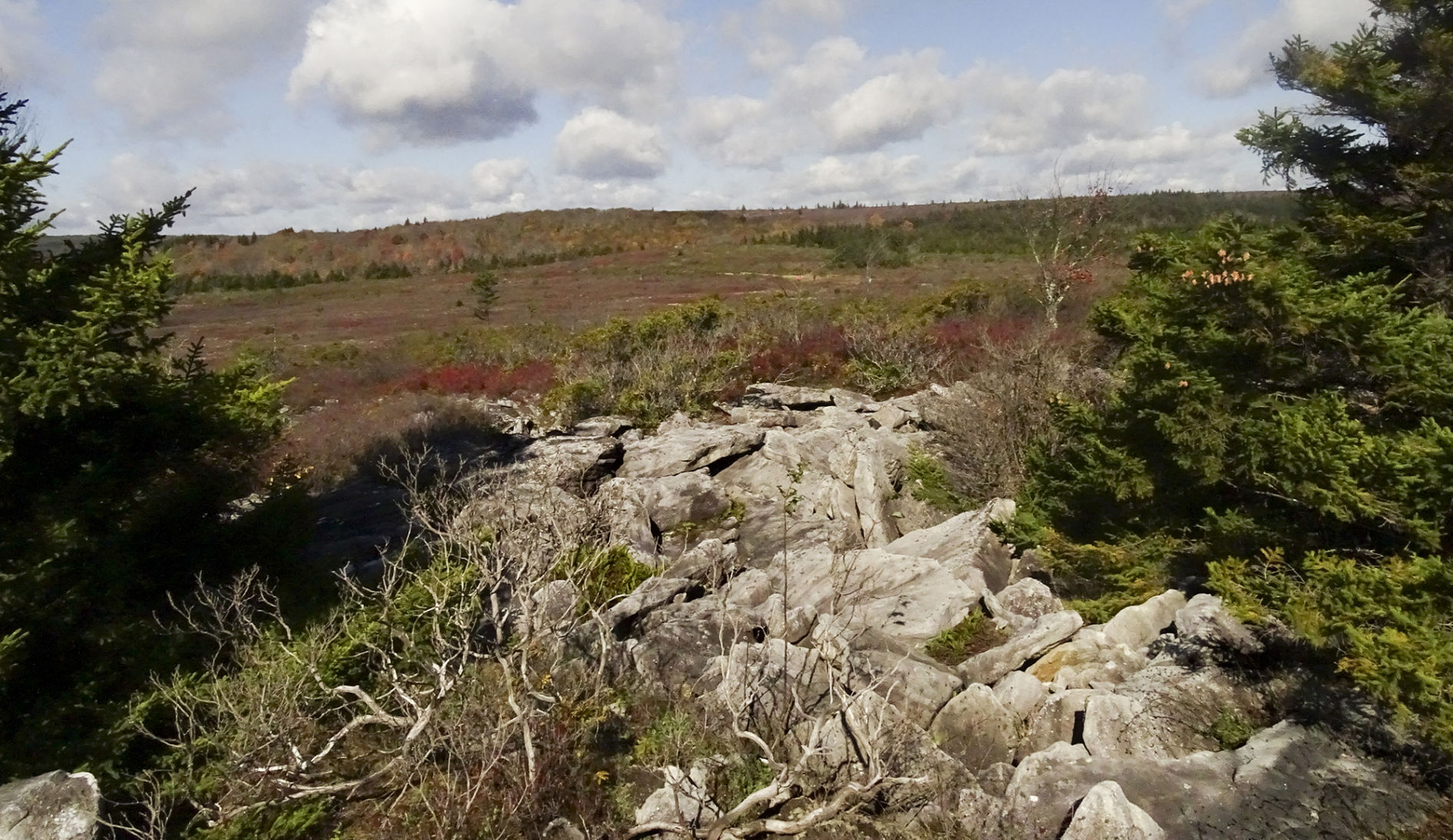 dolly sods4